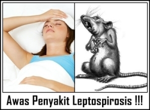 Cara Menyembuhkan Penyakit Leptospirosis
